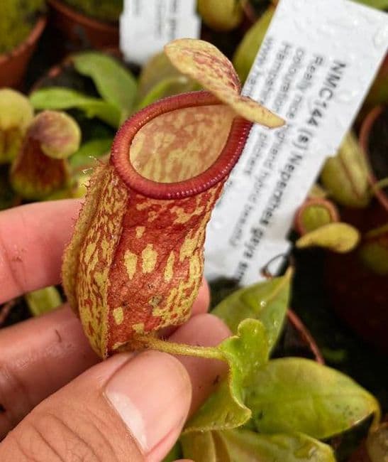 NMC144 (s) Nepenthes gaya small