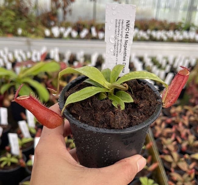 NMC145 Nepenthes Diana Small