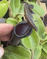 NMC179 Nepenthes cv Midnight