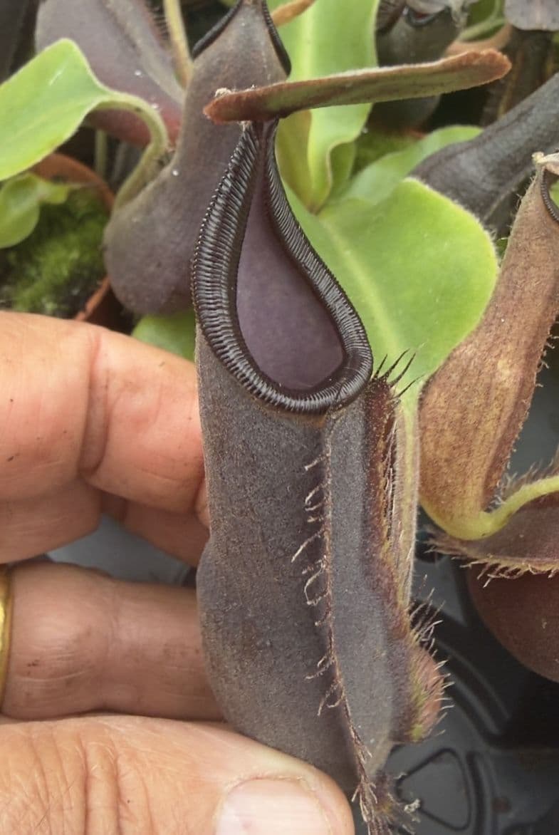 NMC179 Nepenthes cv Midnight