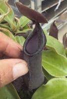 NMC179 Nepenthes cv Midnight