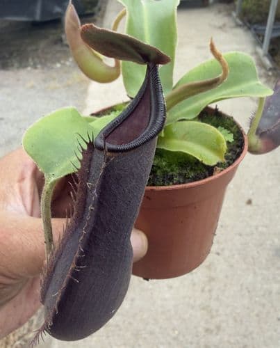 NMC179 Nepenthes cv Midnight