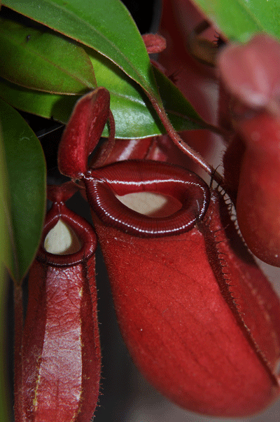 NMC202L Nepenthes 'Bloody Mary' Long Tom