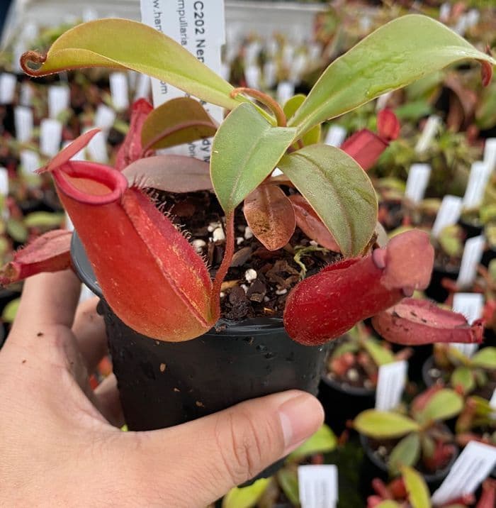 NMC202s Nepenthes 'Bloody Mary' small