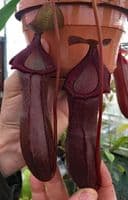 NMC385 Nepenthes 'Bill Bailey' XL Hanging Basket