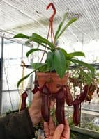 NMC385 Nepenthes 'Bill Bailey' XL Hanging Basket
