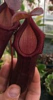 NMC385 Nepenthes 'Bill Bailey' XL Hanging Basket