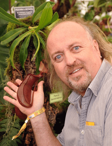 NMC385 Nepenthes 'Bill Bailey' XL Hanging Basket