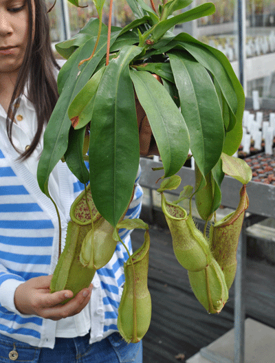 Nepenthers cv 'Louisa' | Nepenthes Monkey Cup