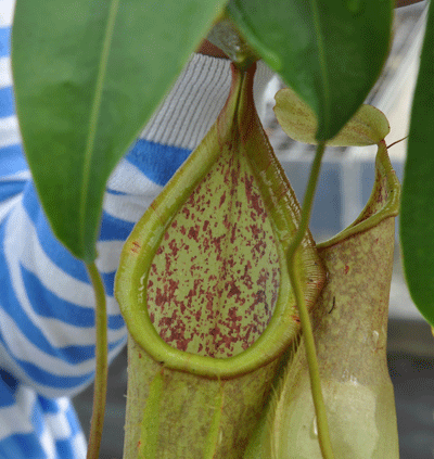 Nepenthers cv 'Louisa' | Nepenthes Monkey Cup