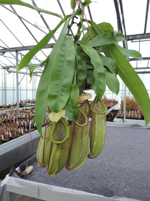 Nepenthers cv 'Louisa' | Nepenthes Monkey Cup