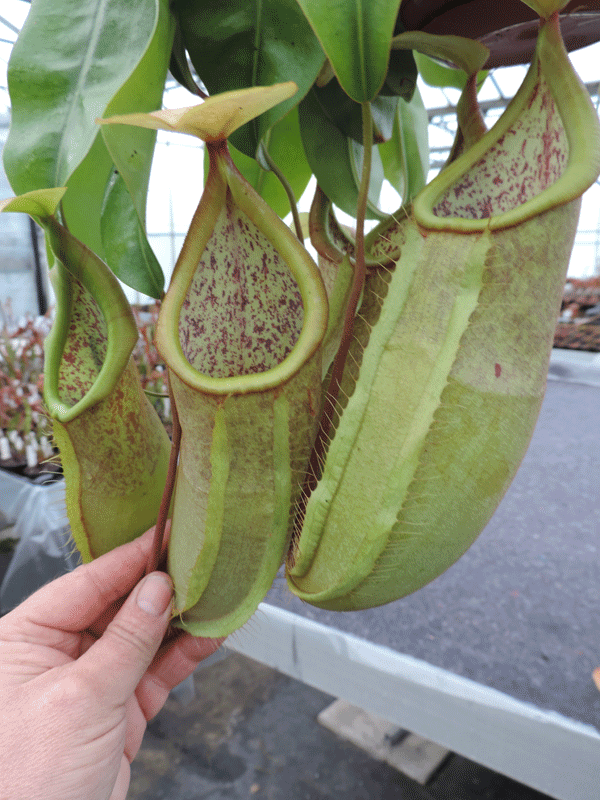 Nepenthers cv 'Louisa' | Nepenthes Monkey Cup