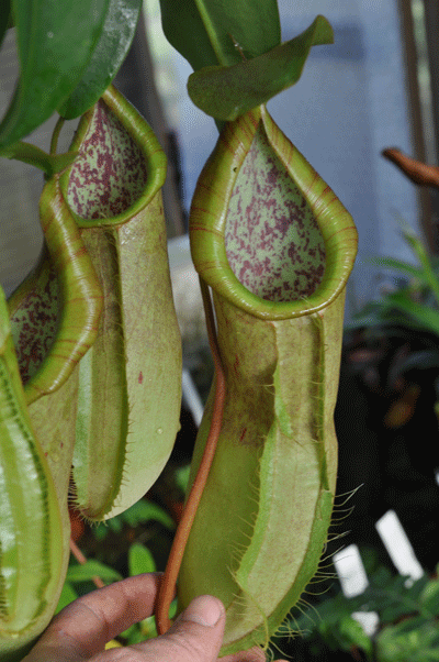 NMC817 Nepenthes cv 'Louisa' hanging basket