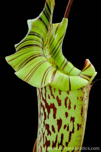 NMC823 N veitchii x N platychila