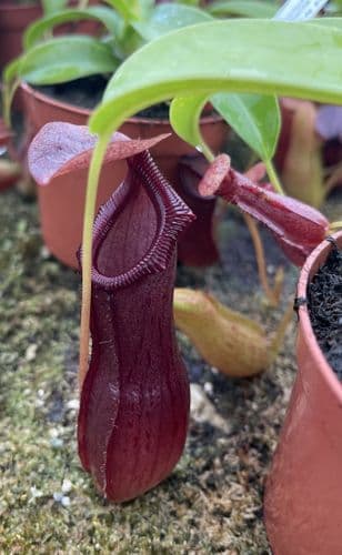 NMC823 Nepenthes singalana