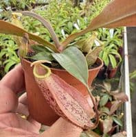 NMC998 N. cv Suki medium