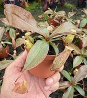 NMC998 N. cv Suki medium