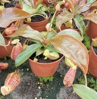 NMC998 N. cv Suki medium