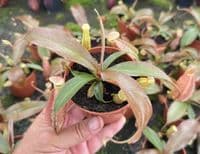 NMC998 N. cv Suki medium