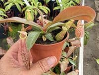 NMC998 N. cv Suki medium