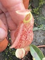 NMC998 N. cv Suki medium