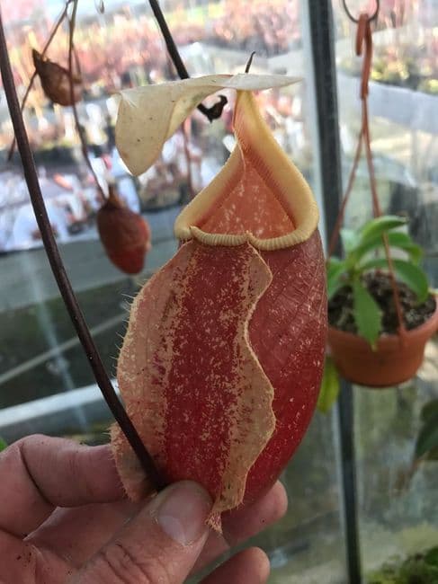 NMC998 N. cv Suki medium