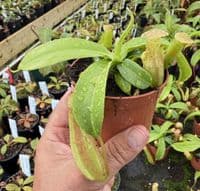 NMC999 Nepenthes cv Linda