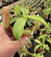 NMC999 Nepenthes cv Linda
