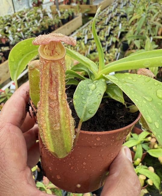 NMC999 Nepenthes cv Linda