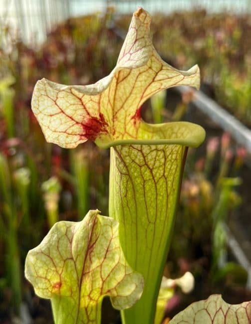 NR4 GHO6 mitchelliana white x Sx moorei gulf