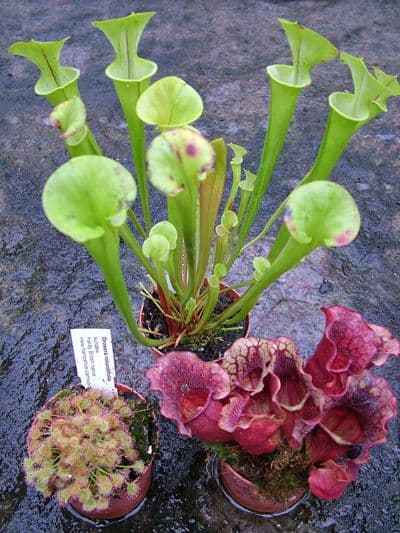 Outdoor collection | Hampshire Carnivorous Plants