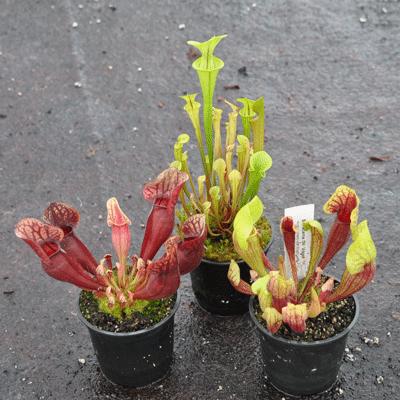 OC002 Outdoor Sarracenia collection 3