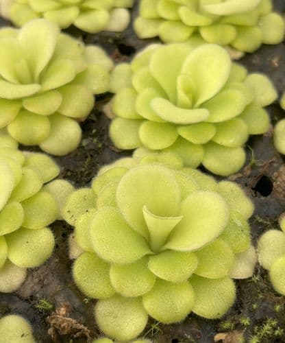 P001 Pinguicula agnata