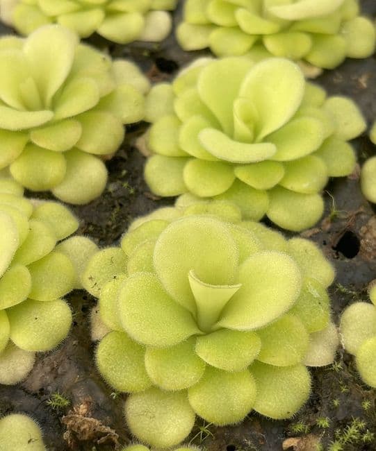 P001 Pinguicula agnata