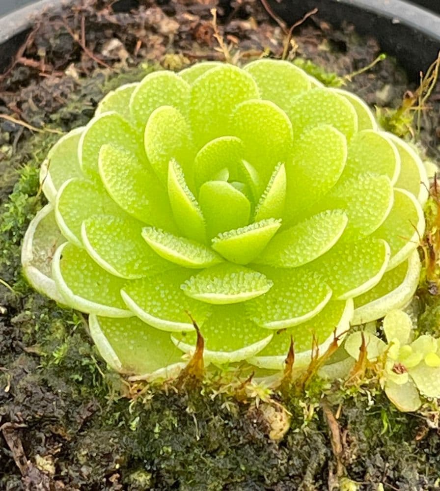 P006 P.esseriana