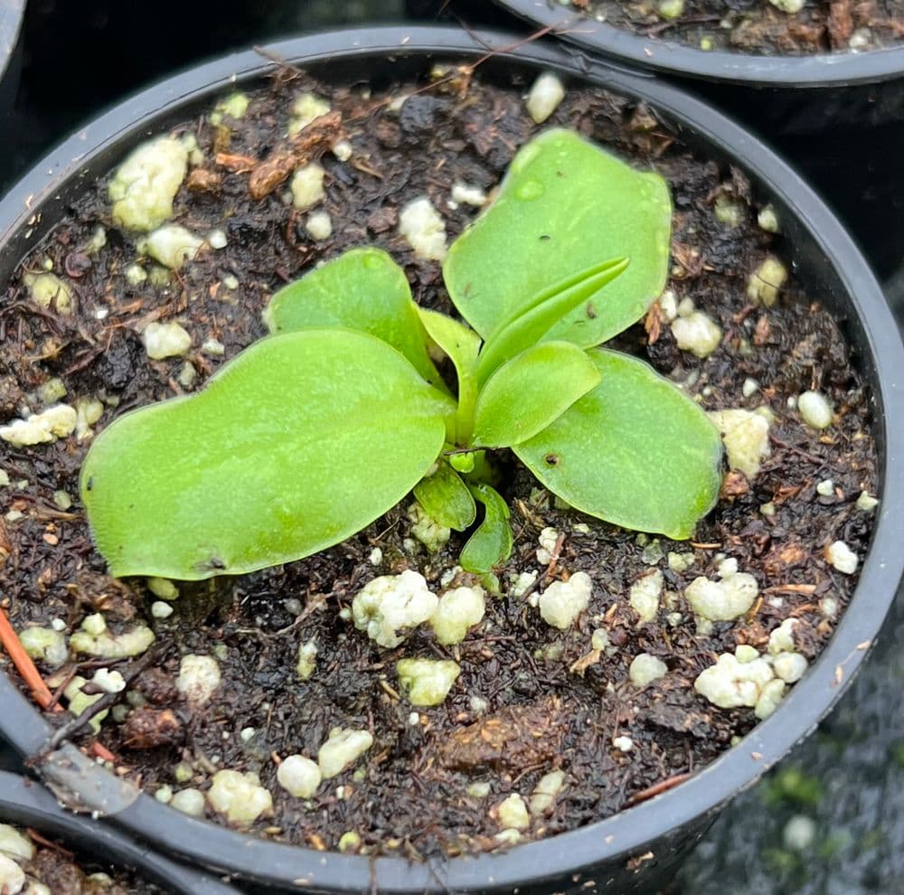 p022-pinguicula-parviflora