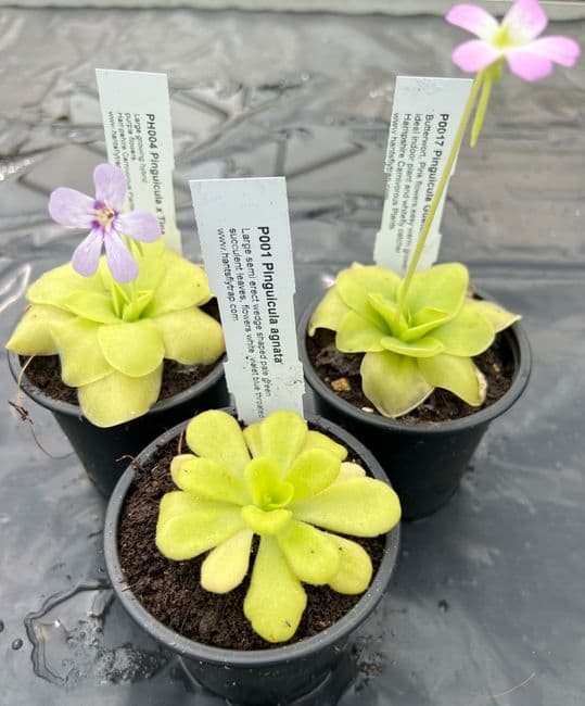 PB02 Pinguicula butterworts collection 3