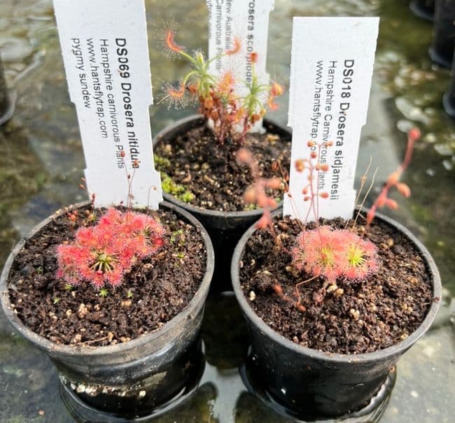 PG003 Pygmy sundew collection 3