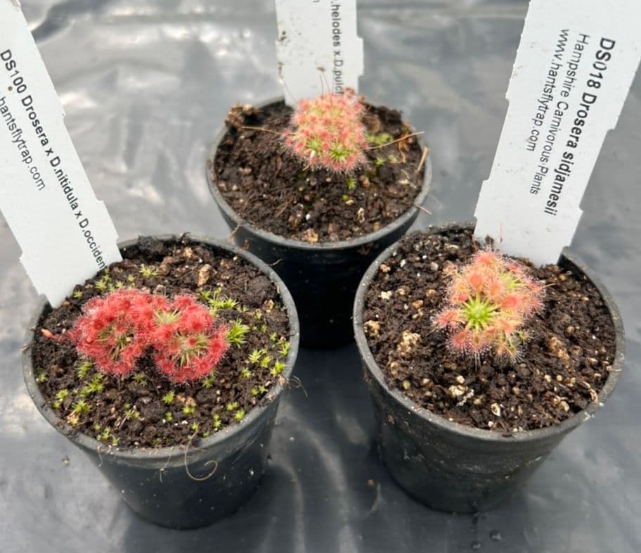 PG004 Pygmy collection 3