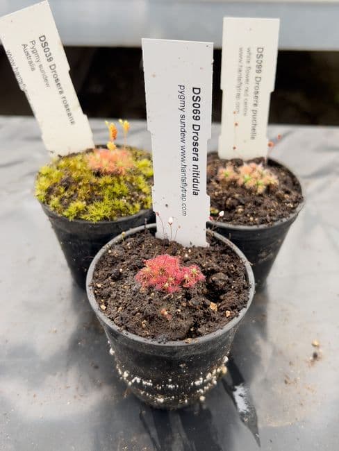 PG007 Pygmy Sundew Collection 3