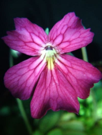 PH003 P. laueana x P. emarginata