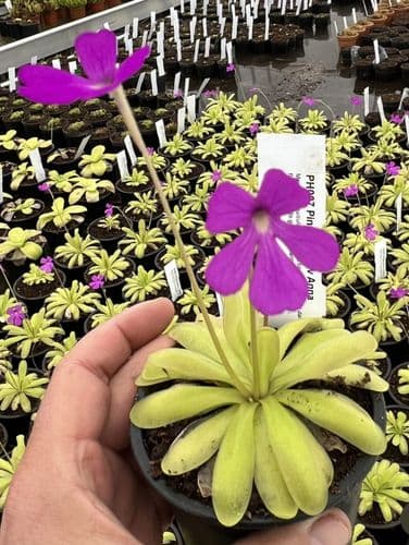 PH007 Pinguicula anna