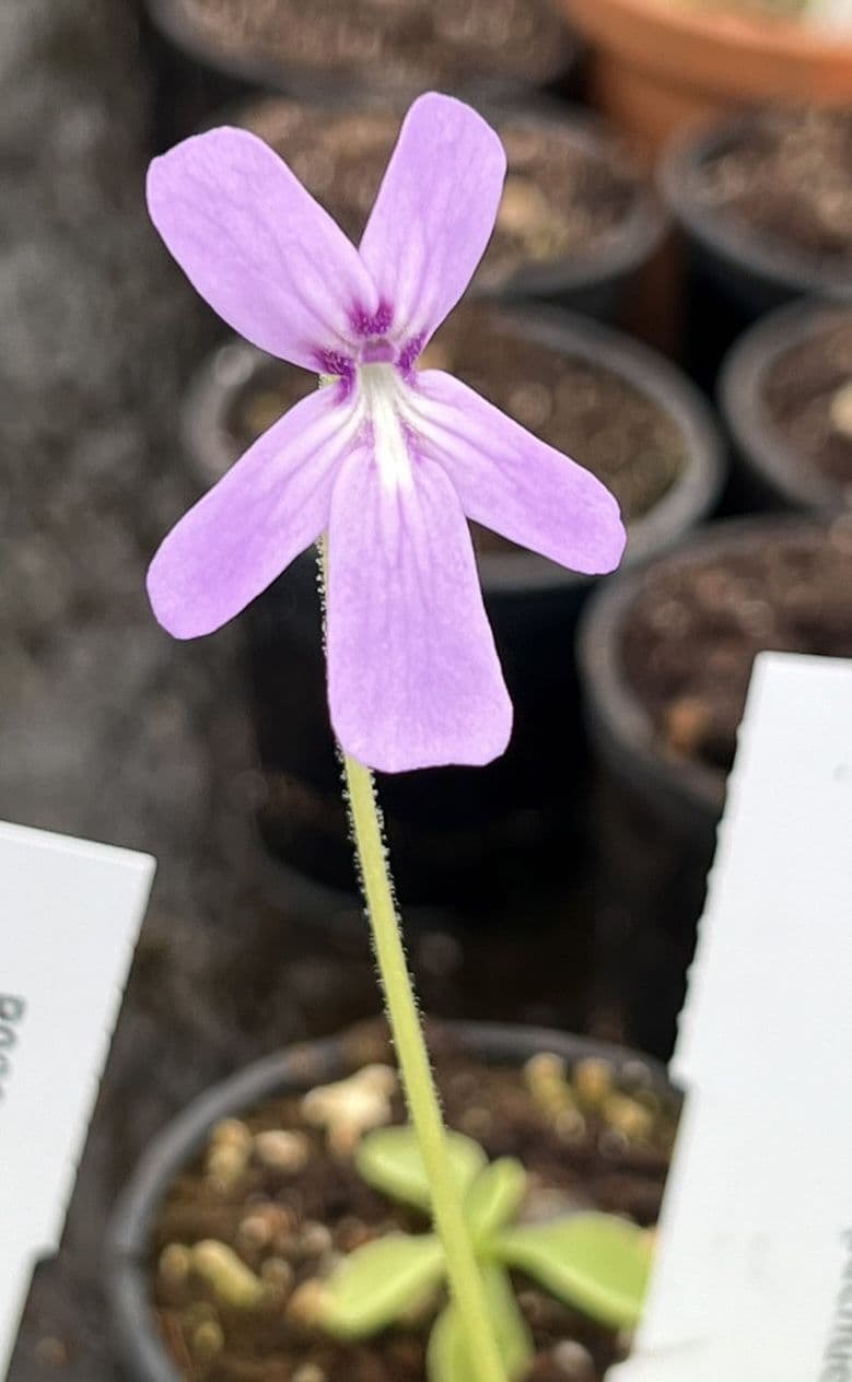 Pinguicula Sp Pachuca pinguicula-sp-pachuca
