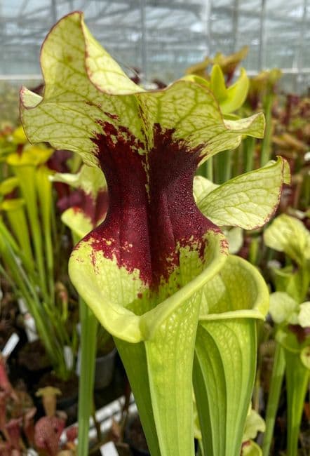 PR4 H27 S.x moorei Medium