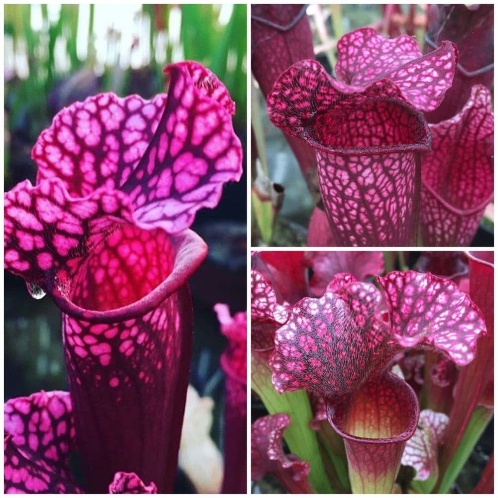 Purple Pink Collection 3