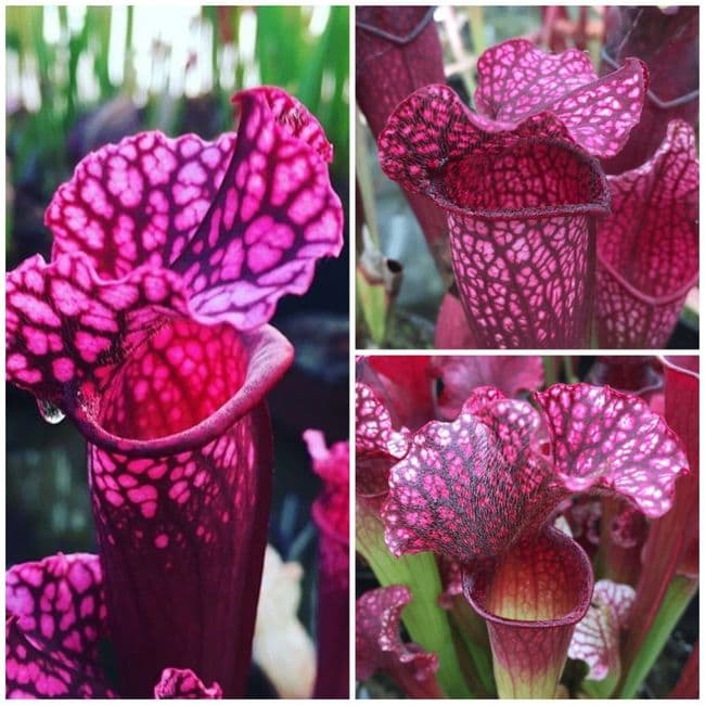 Purple Pink Collection 3