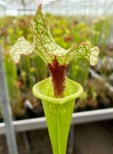 PZ9 G9 HC221 x S. x moorei Gulf