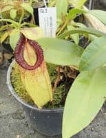 Q1 BE3562 N.sibuyanensis x N.hamata