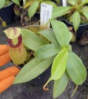 Q1 BE3562 N.sibuyanensis x N.hamata
