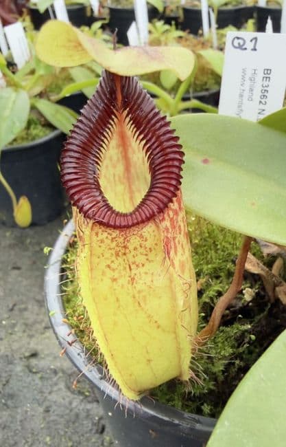 Q1 BE3562 N.sibuyanensis x N.hamata